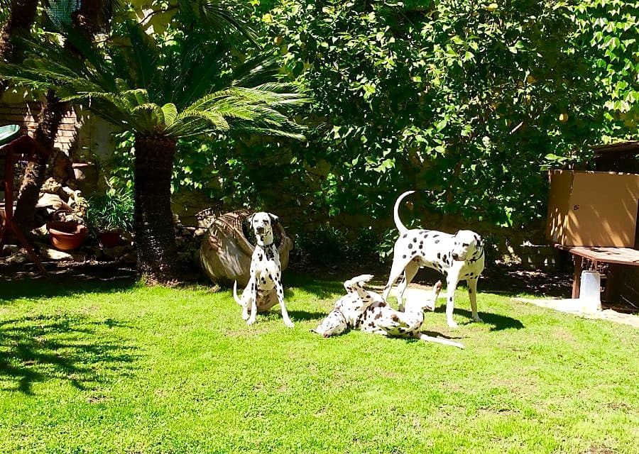 Casa vacanze per più cani nelle Marche