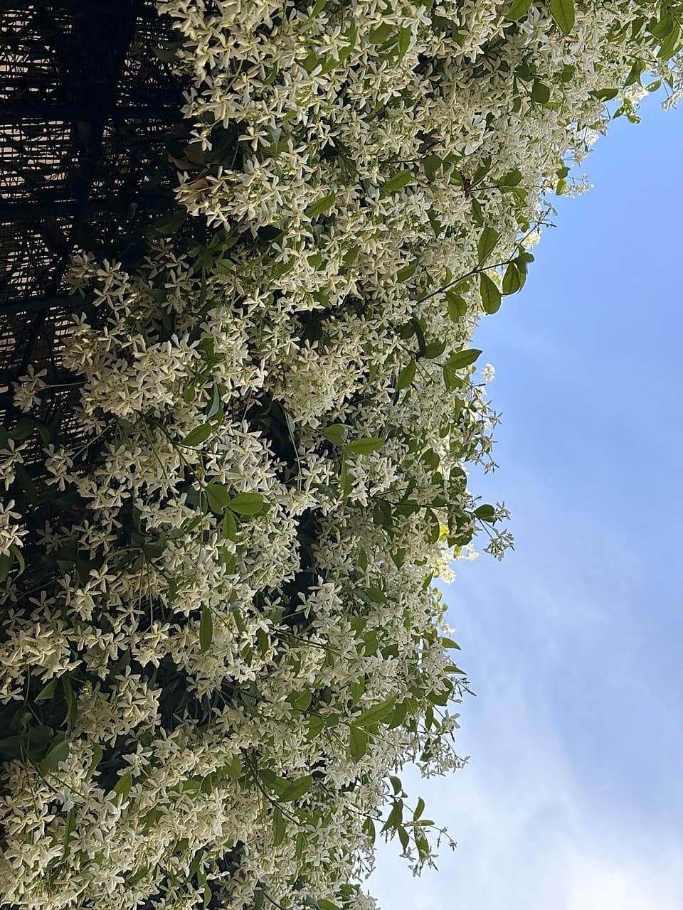 Detail der weißen Blüten des Sternjasmins