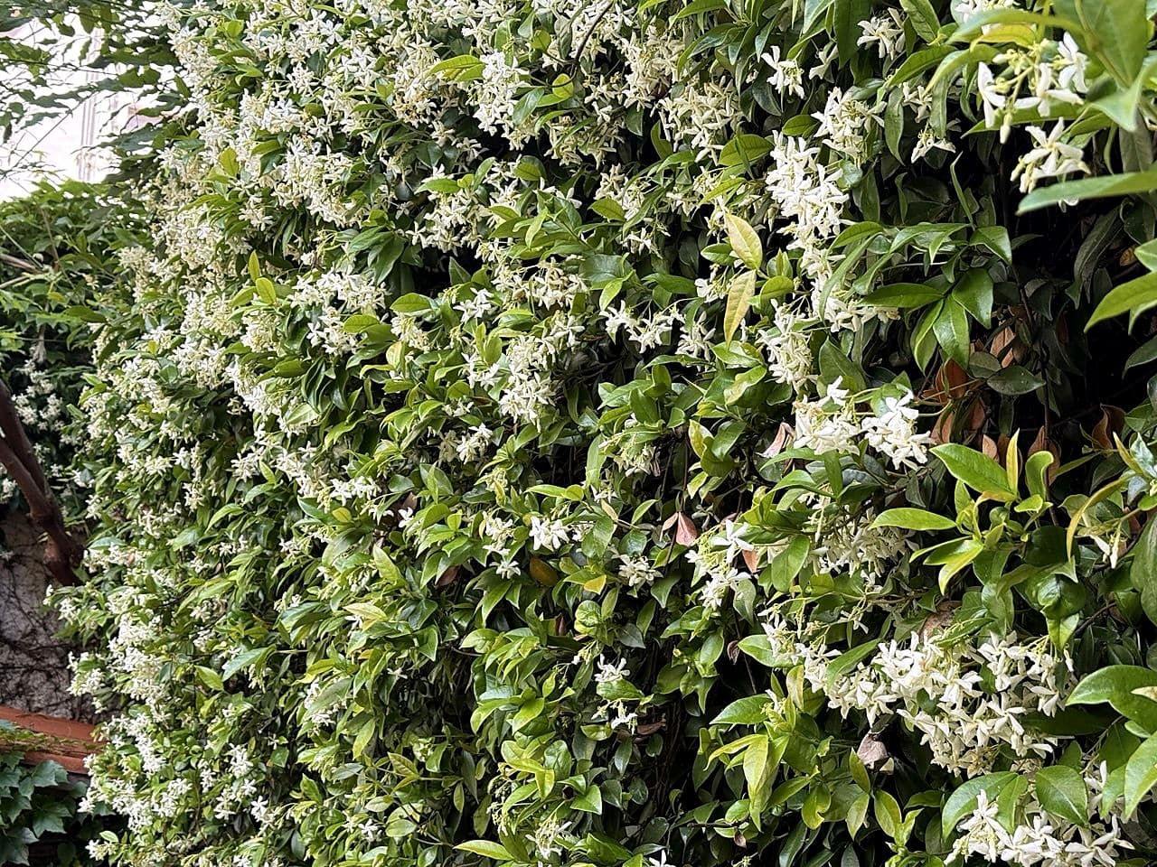 Der Garten mit der Wand aus blühendem Sternjasmin