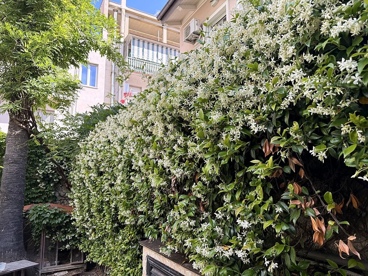 Der Garten im Mai, mit der blühenden Wand aus Sternjasmin