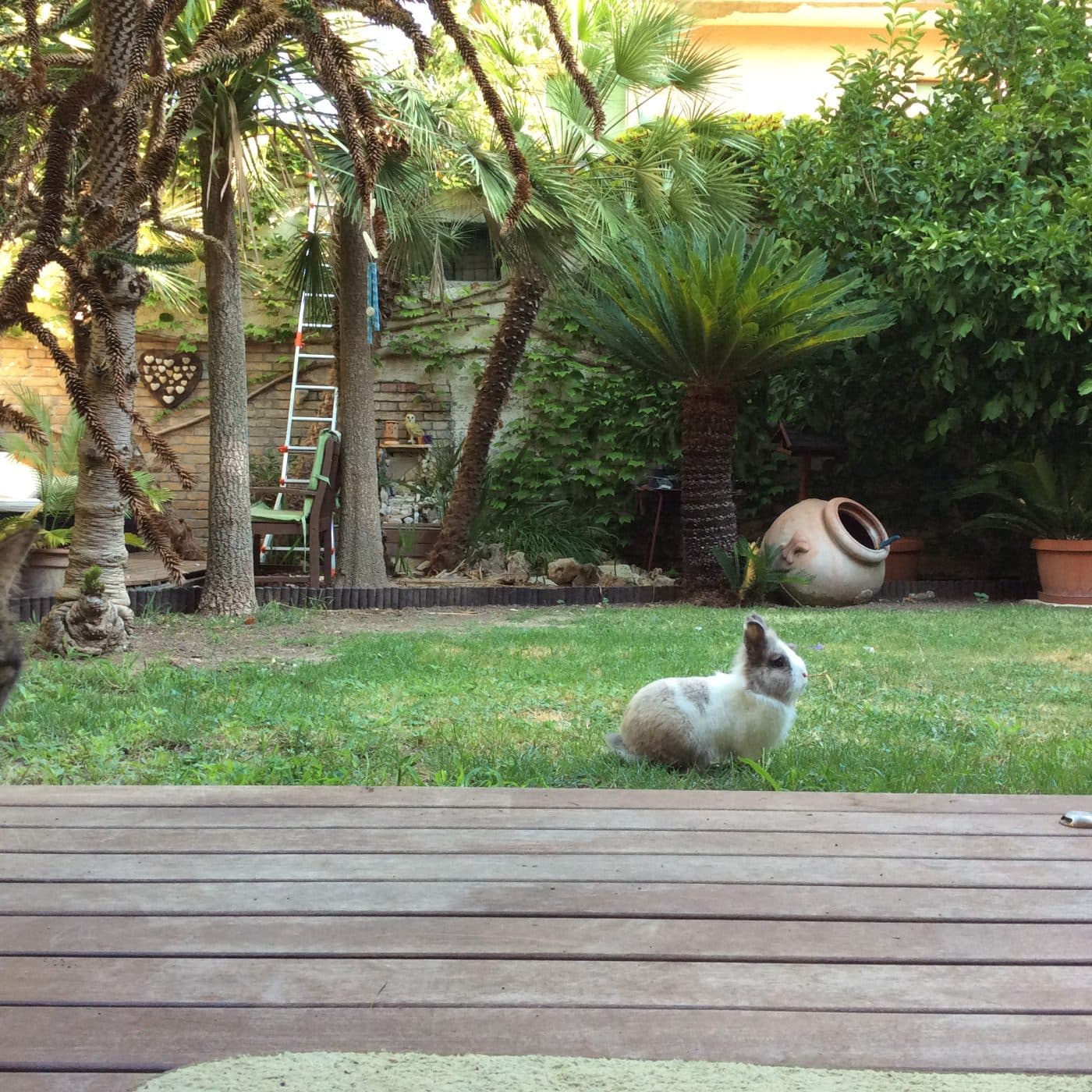 Uno dei tre conigli liberi sull'erba del giardino