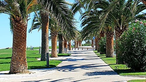 Pista ciclopedonale del lungomare di San Benedetto del Tronto, fra due file di palme · la Riviera delle Palme
