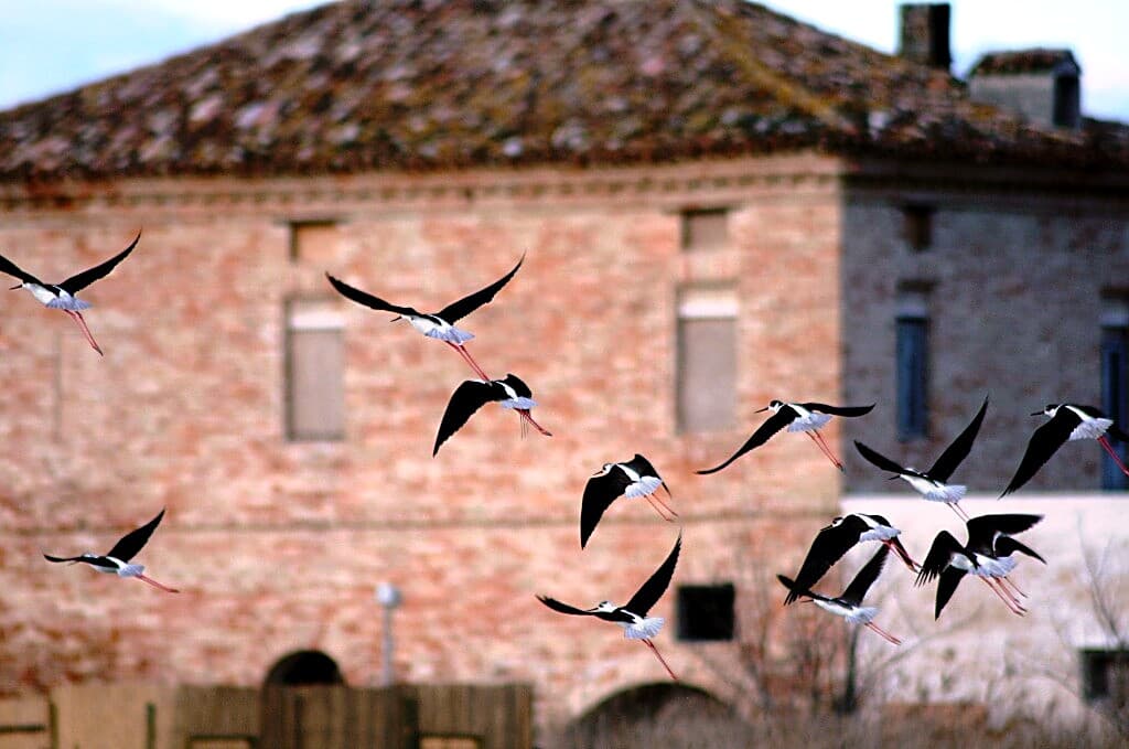 Stormo di Cavaliere d'Italia in volo davanti alla Casa del Pescatore, edificio storico in mattoni della Riserva Sentina