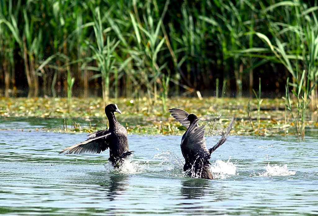 Folaghe (Fulica atra) sull'acqua della laguna retrodunale · uccelli neri con becco e fronte bianchi, una delle specie più comuni in inverno