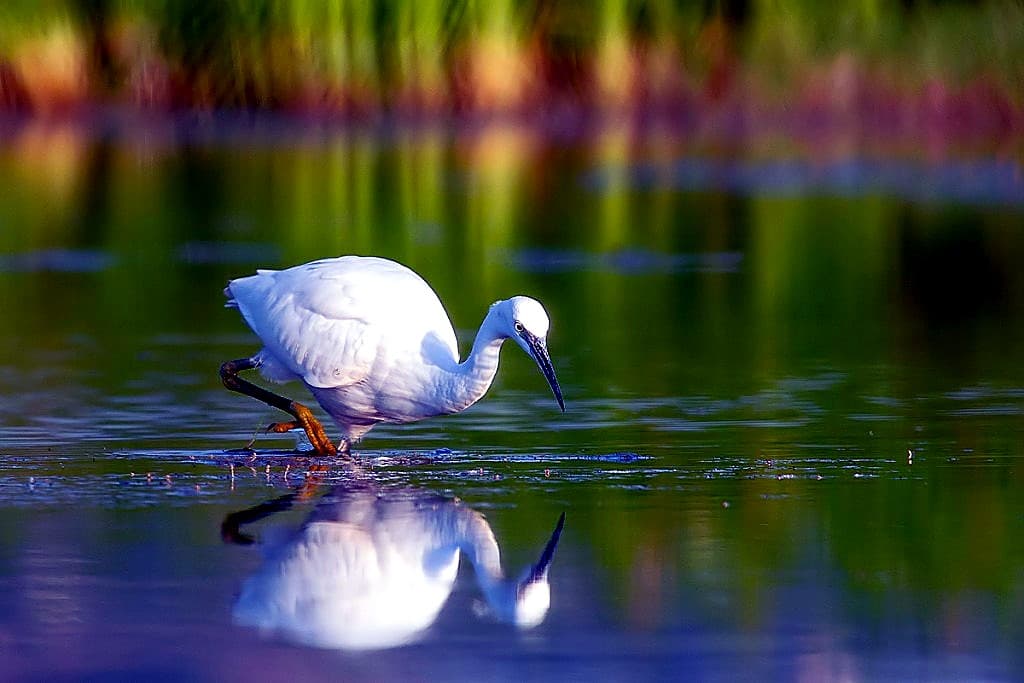 Garzetta (Egretta garzetta) in caccia nelle acque della Riserva Sentina · airone bianco di piccole dimensioni con piumaggio elegante