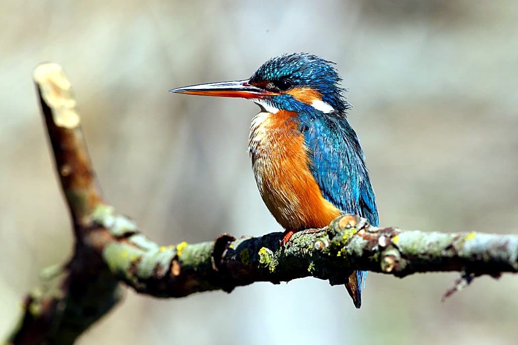 Martin Pescatore (Alcedo atthis) appollaiato su un ramo · piumaggio blu cobalto sul dorso, petto arancione, becco affusolato