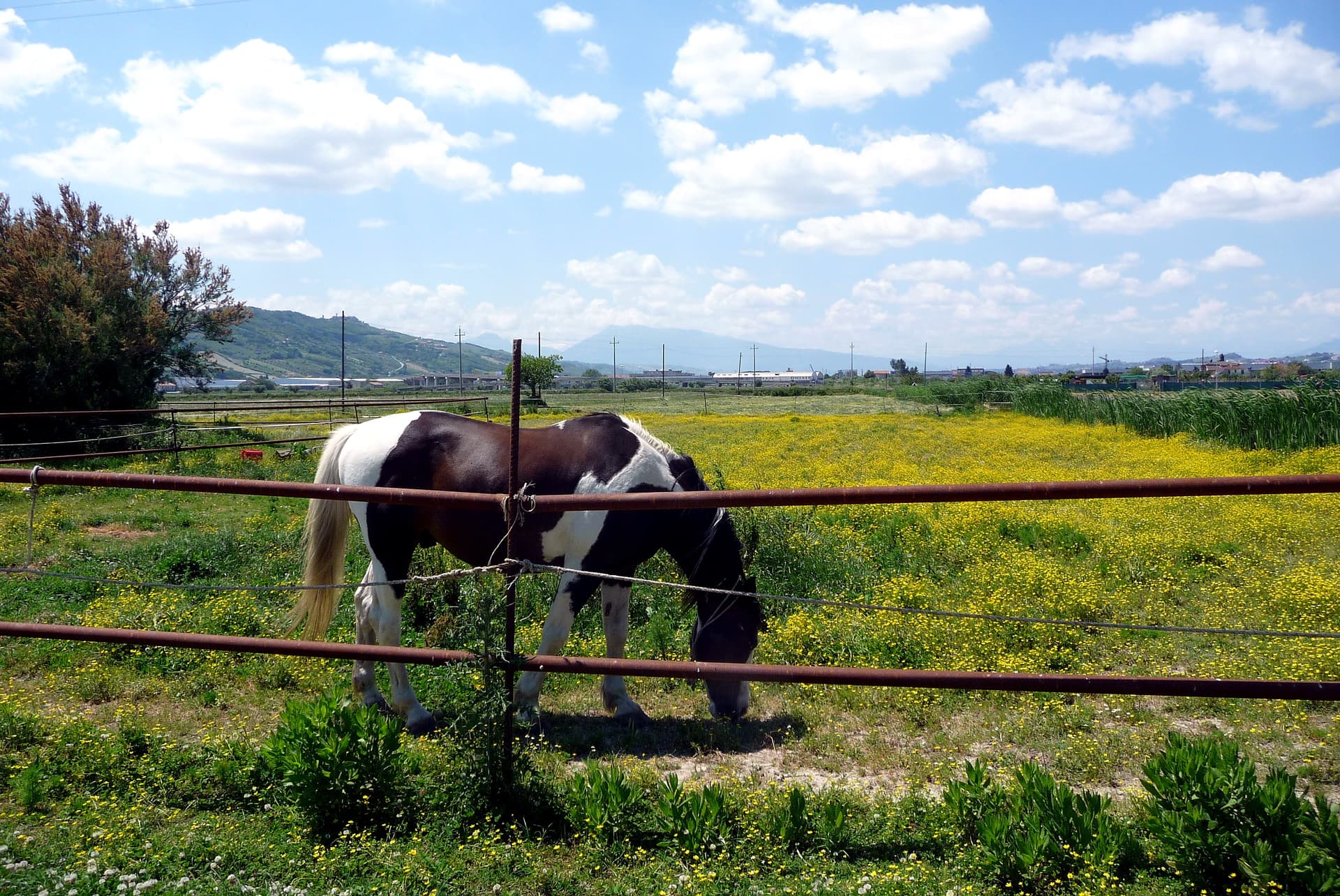 Birdwatching alla Riserva Sentina