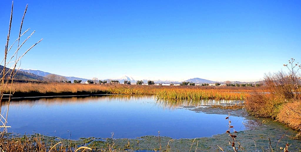 Birdwatching alla Riserva Sentina